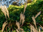 008-essen grugapark botanical garden