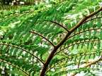038-essen grugapark botanical garden