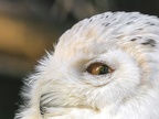 010-snowy owl - essen grugapark botanical garden