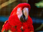 026-light red macaw - essen grugapark botanical garden