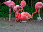 032-cuba-flamingo - essen grugapark botanical garden