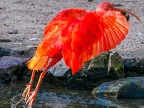 059-scarlet ibis - essen grugapark botanical garden