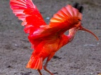 061-scarlet ibis - essen grugapark botanical garden