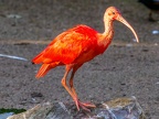 070-scarlet ibis - essen grugapark botanical garden