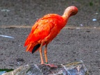 075-scarlet ibis - essen grugapark botanical garden