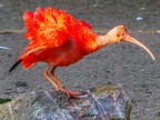 077-scarlet ibis - essen grugapark botanical garden