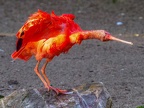 079-scarlet ibis - essen grugapark botanical garden