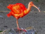 084-scarlet ibis - essen grugapark botanical garden