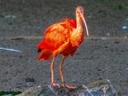 095-scarlet ibis - essen grugapark botanical garden