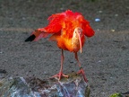 116-scarlet ibis - essen grugapark botanical garden