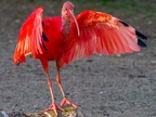 126-scarlet ibis - essen grugapark botanical garden