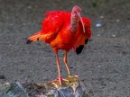 130-scarlet ibis - essen grugapark botanical garden