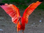 135-scarlet ibis - essen grugapark botanical garden
