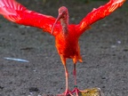 141-scarlet ibis - essen grugapark botanical garden