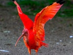 144-scarlet ibis - essen grugapark botanical garden