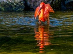 166-scarlet ibis - essen grugapark botanical garden