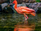 173-scarlet ibis - essen grugapark botanical garden