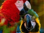 038-light red macaw and yellow-breasted macaw - essen grugapark botanical garden