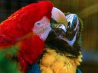 058-light red macaw and yellow-breasted macaw - essen grugapark botanical garden