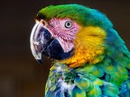 1048-yellow-breasted macaw - essen grugapark botanical garden