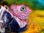 1049-yellow-breasted macaw - essen grugapark botanical garden