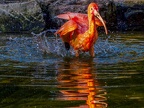 1059-scarlet ibis - essen grugapark botanical garden
