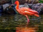 1068-scarlet ibis - essen grugapark botanical garden