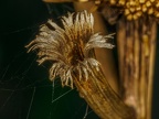 191-essen grugapark botanical garden