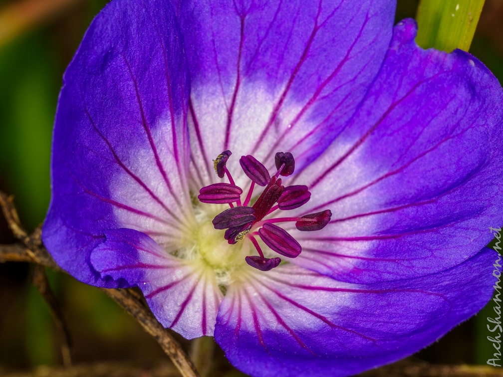 0415-essen grugapark botanical garden