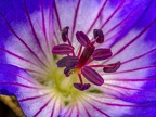 0417-essen grugapark botanical garden