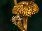 0442-essen grugapark botanical garden