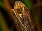 0446-essen grugapark botanical garden