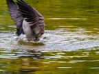 001-canada goose - essen grugapark botanical garden