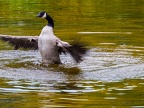 002-canada goose - essen grugapark botanical garden