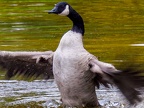 003-canada goose - essen grugapark botanical garden