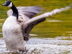 004-canada goose - essen grugapark botanical garden