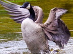 005-canada goose - essen grugapark botanical garden