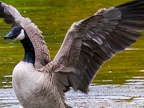 007-canada goose - essen grugapark botanical garden