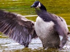 006-canada goose - essen grugapark botanical garden