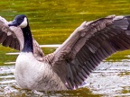 008-canada goose - essen grugapark botanical garden