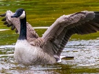 009-canada goose - essen grugapark botanical garden