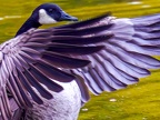 011-canada goose - essen grugapark botanical garden