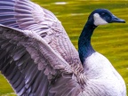 012-canada goose - essen grugapark botanical garden