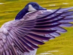 013-canada goose - essen grugapark botanical garden
