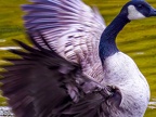 014-canada goose - essen grugapark botanical garden