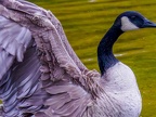 015-canada goose - essen grugapark botanical garden
