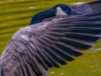 016-canada goose - essen grugapark botanical garden