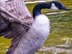 018-canada goose - essen grugapark botanical garden