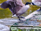019-canada goose - essen grugapark botanical garden