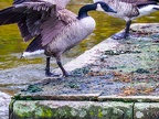 020-canada goose - essen grugapark botanical garden